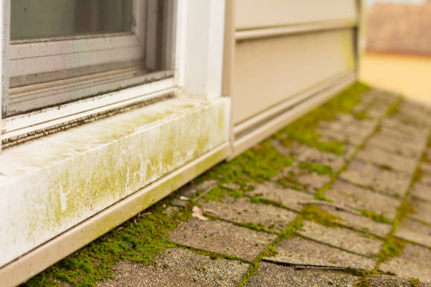 Moss on roof shingles and mildew on a window frame Moss on roof shingles and mildew on a window frame, both in need of maintenance. Narrow focus mildew stock pictures, royalty-free photos & images