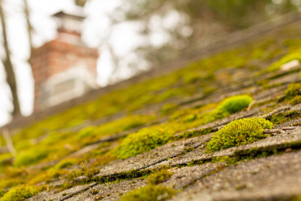 Moss on roof shingles stock photo