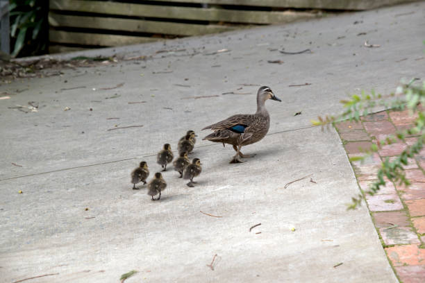 istock the Pacific black is leading her 6 chicks 1387359601