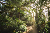 Tropical botanical garden