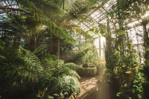Dreamy landscape with exotic evergreen plants in greenhouse. Beautiful sunlight breaks through the window. Old tropical botanic garden. A variety of plants: palms, ferns, and conifers. Nature concept.