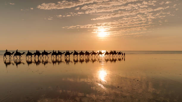 tracking clip of camel ride at sunset on cable beach in broome - cable imagens e fotografias de stock