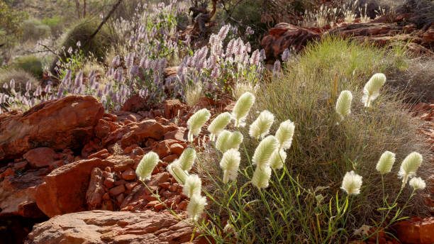 rosa e branco mulla flores silvestres crescendo no canyon reis - watarrka national park - fotografias e filmes do acervo