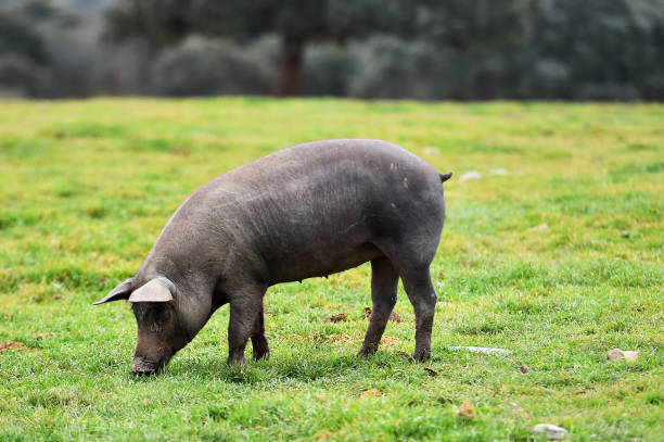 ein iberisches schwein auf dem feld - huftier stock-fotos und bilder
