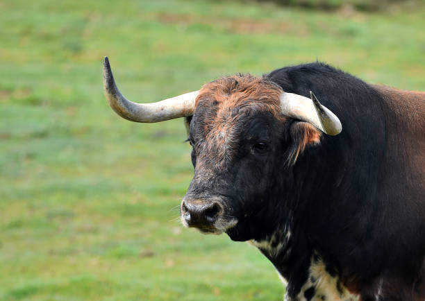 Head of strong bull with big horns