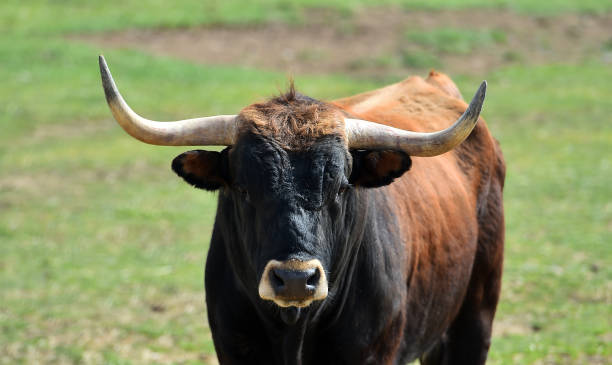 istock Head of strong bull 1387366867