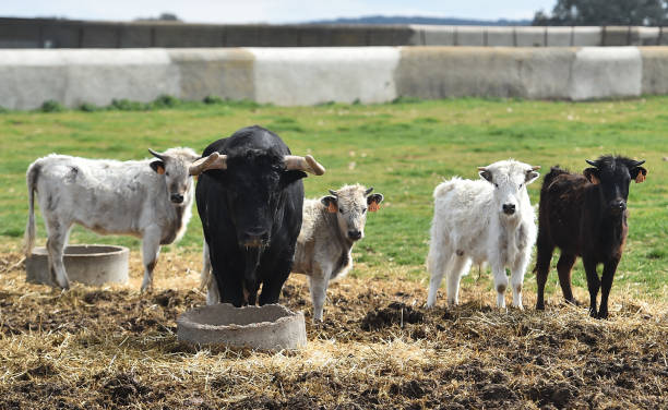 istock Spanish bull in the cattle farm 1387366968