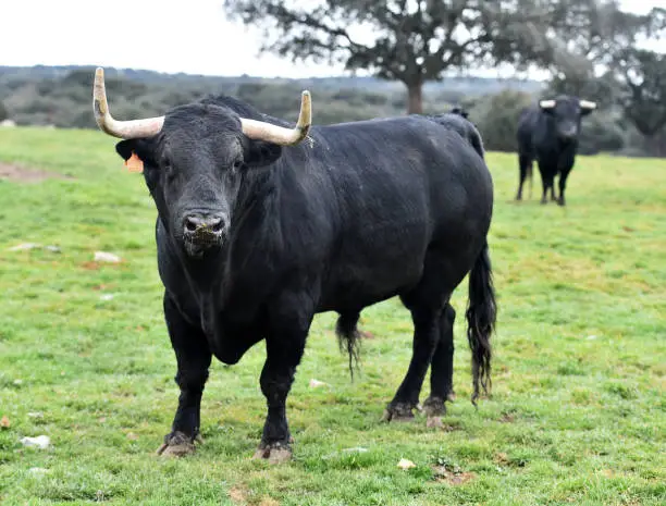 Spanish black bull