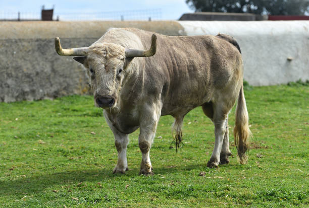 istock Bull in the spanish cattle raising 1387367216