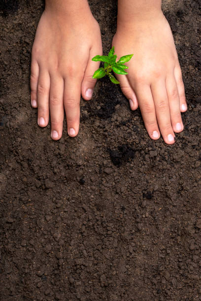아이의 손은 땅에 작은 나무를 심고. 환경 교육. 자연 보존 및 보호 개념. 지구의 날. 맨 위 보기. - vegetable garden planting environment human hand 뉴스 사진 이미지