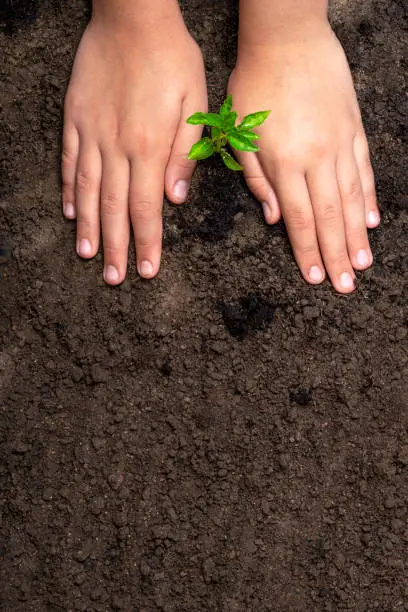 Photo of CHILD'S HANDS PLANTING A LITTLE TREE ON THE GROUND. ENVIRONMENTAL EDUCATION. NATURE CONSERVATION AND PROTECTION CONCEPT. EARTH DAY. TOP VIEW.