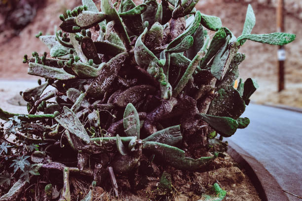 Cactus growing on the side of the road in Hollywood Hills Los Angeles California.