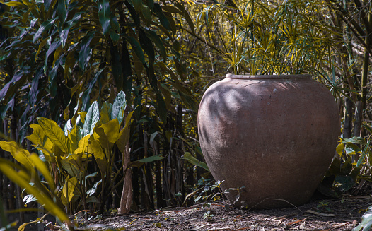 Old big earthen jar or Large vintage clay jar for water storage on the ground in the garden with lots of green tree nature. Selective focus.