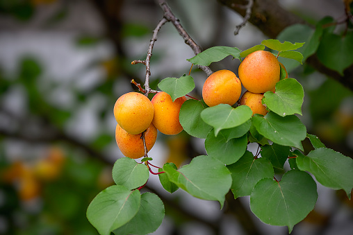 Organic apricots growing on the tree