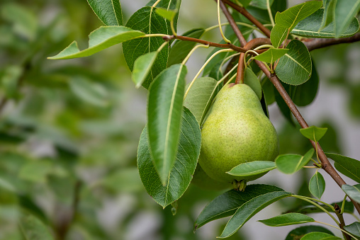 Organic pears growing on the tree