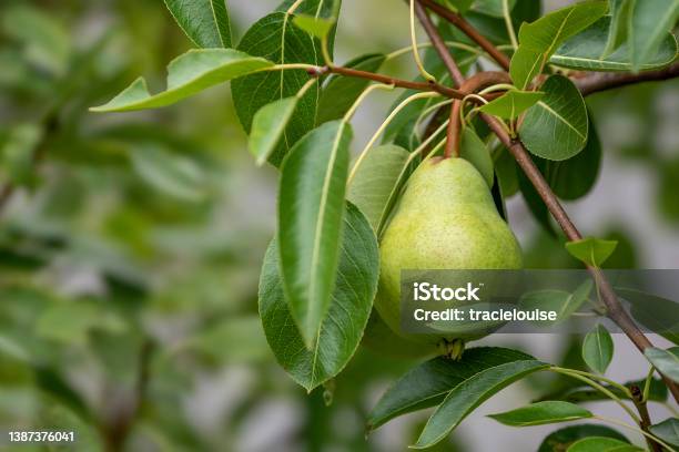 Pears Growing Stock Photo - Download Image Now - Pear Tree, Pear, Fruit