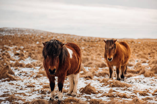 cavalos islandeses em prado coberto de neve norte da islândia no inverno - horse iceland winter snow - fotografias e filmes do acervo