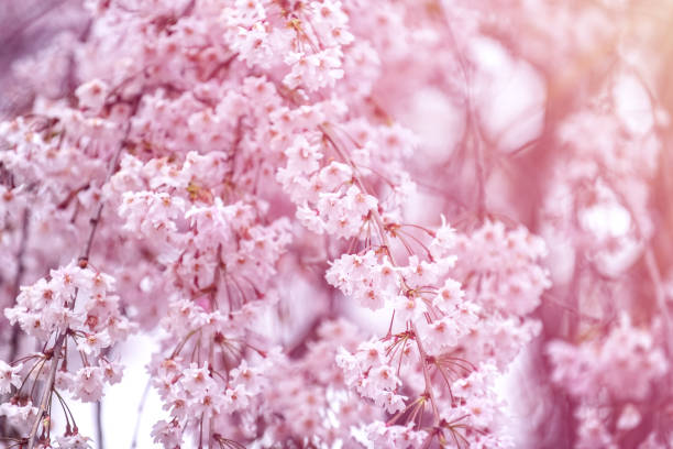 Cherry blossoms stock photo