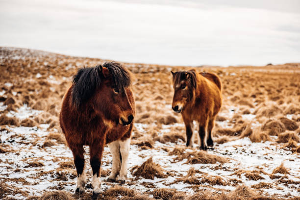 invierno en islandia caballos islandeses en tierras de cultivo cubiertas de nieve - horse iceland winter snow fotografías e imágenes de stock