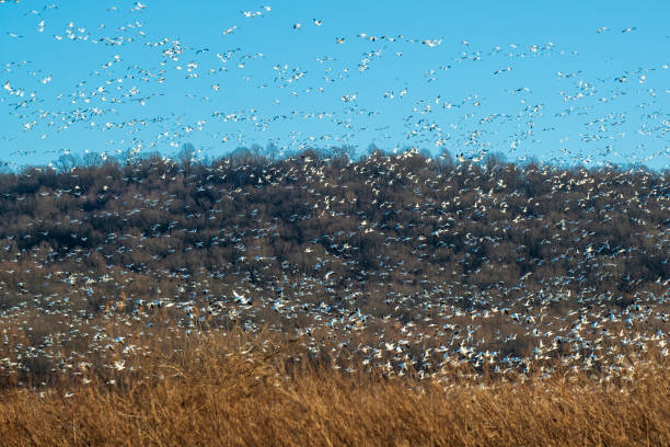 istock Flying snow geese at Middle Creek 1387377838