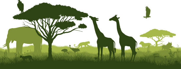 wektor bezszwowa tropikalna afrykańska sawanna z żyrafą, karakalem, sępem, orłem, lwem, słoniem, lampartem, żurawiem i guźcem - zaire emery stock illustrations
