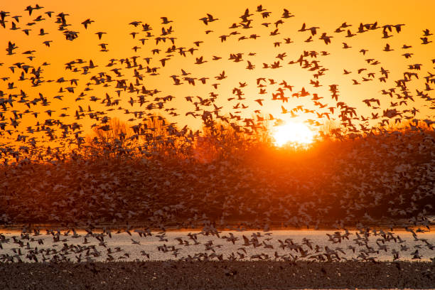 istock Snow geese taking off from lake at Sunrise 1387379811