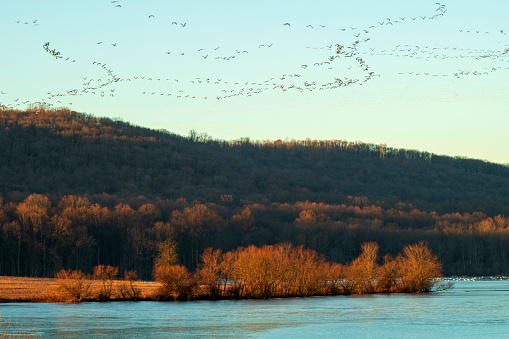 Snow geese flying over Middle Creek Wildlife Management Area, Pennsylvania, USA