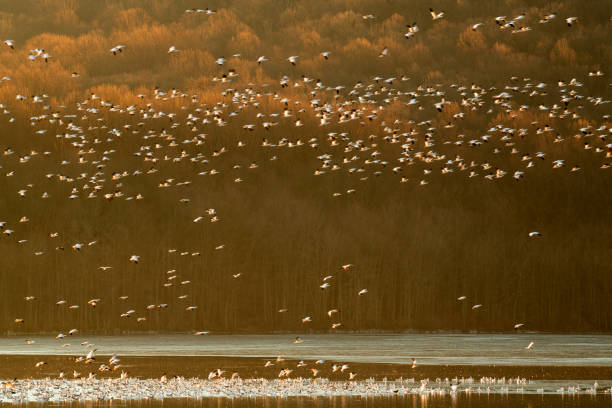 istock Snow geese taking off from lake at Sunrise 1387379837