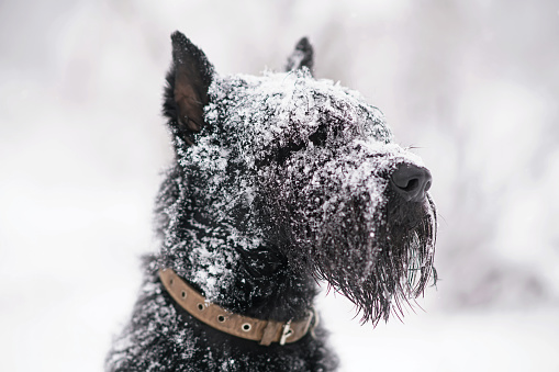 The portrait of a serious black Giant Schnauzer dog with cropped ears wearing a collar and posing outdoors in winter while snowing