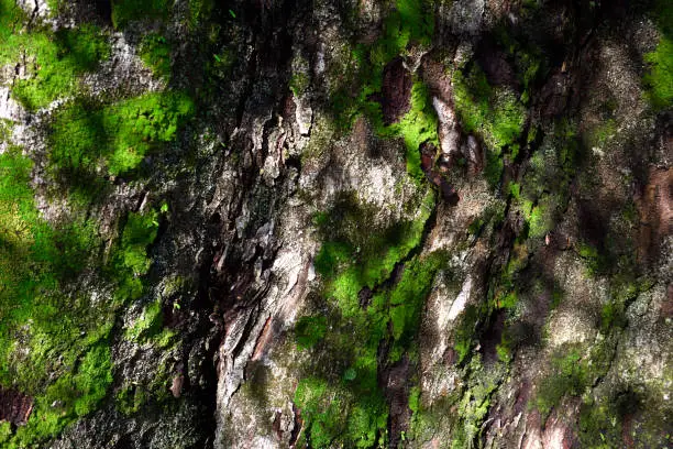 Photo of Tree trunk with moss
