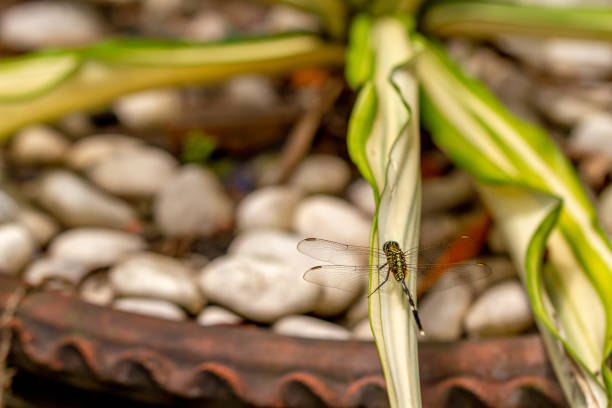 A green dragonfly with black stripes perches on a plant in a pot, the background of a plant in a pot