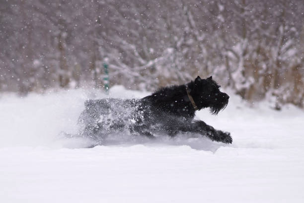 istock Active black Giant Schnauzer dog with cropped ears and a docked tail running outdoors on a snow in winter 1387382816