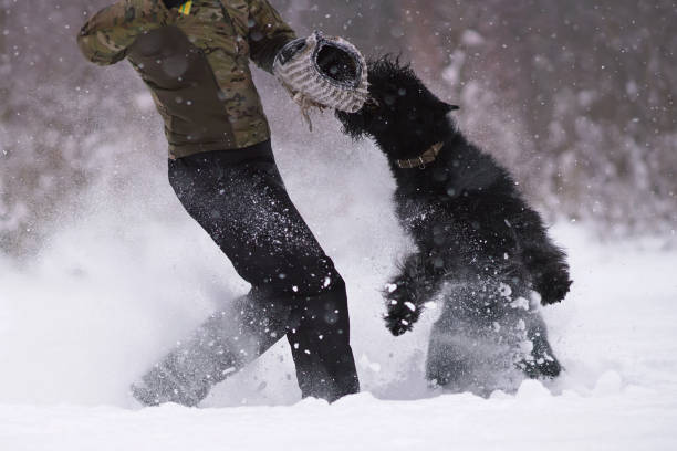 istock Angry black Giant Schnauzer dog with cropped ears attacking the decoy helper biting a special soft sleeve during the protection training time outdoors in winter 1387382846