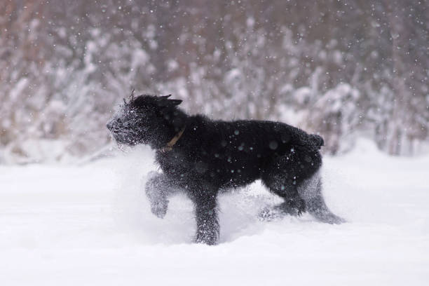 istock Active black Giant Schnauzer dog with cropped ears and a docked tail running outdoors on a snow in winter 1387382990