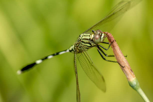istock A green dragonfly with black stripes perched on a yellow iris flower bud 1387383524