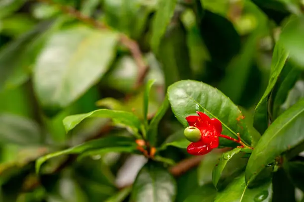 Photo of Mickey mouse plant in bloom with bright red petals and green pistils