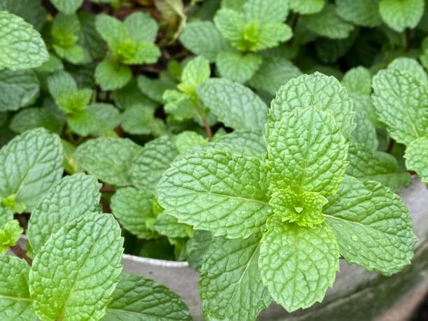 istock mint plant leaves thrive in pots 1387386699
