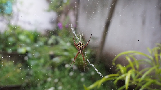 spider web standing on leaves