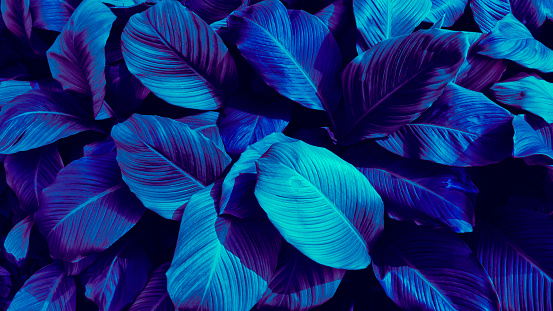 blue leaves, color toned process