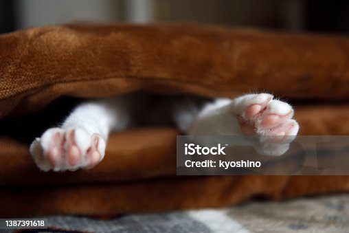 istock Young white cat relaxing in a folded mattress. 1387391618