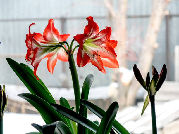 istock large red Amaryllis flowers bloom on the windowsill 1387393151