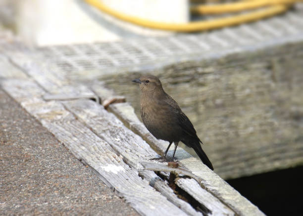 istock Brewer's Blackbird (female) perched on a wooden dock 1387393330
