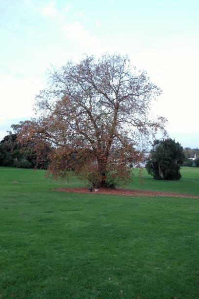 istock Leafless tree standing in the middle of a public park in  winter 1387393398
