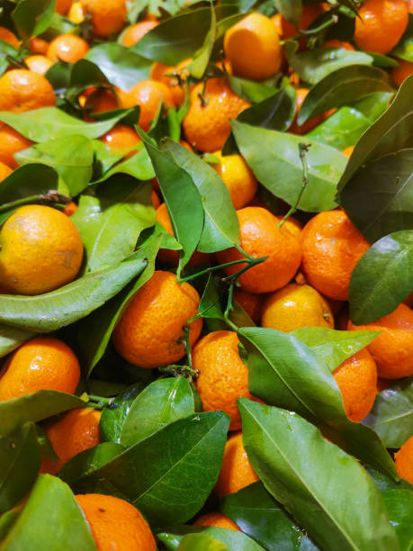 istock Tangerine fruits 1387394413