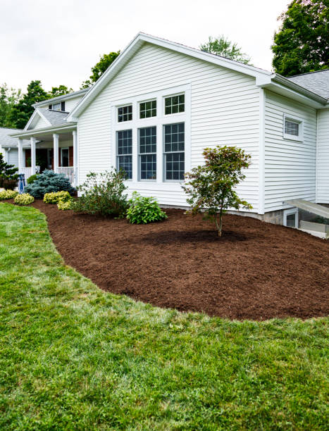 istock New Japanese Maple Tree at Suburban Home 1387394451