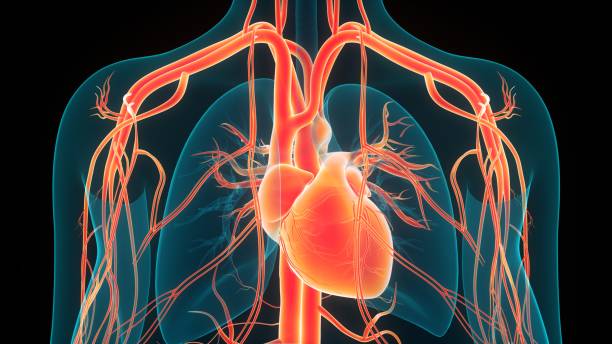istock Human Circulatory System Heart Anatomy 1387397155