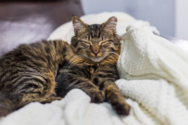 istock A brown tabby long-hair cat is taking a nap at home lying down on a white blanket 1387398044