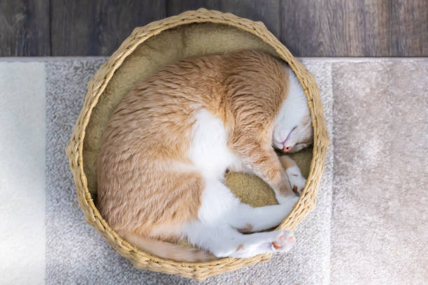 Orange and white tabby cat is curling up in a cat basket Orange and white tabby cat is curling up in a cat basket dog bed stock pictures, royalty-free photos & images