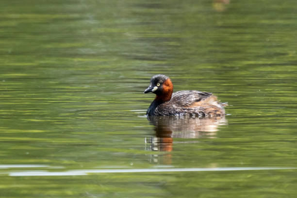 istock Little grebe (Tachybaptus ruficollis) swimming and hunting in a small pond 1387399692