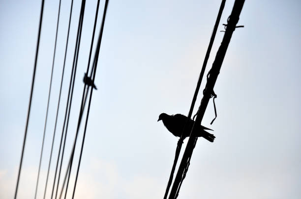 istock Silhouette birds perch on cable wire over sky background 1387399761